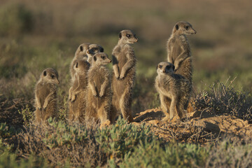 Naklejka na ściany i meble Meerkats family woke up early morning and went hunting in Oudshorn, South Afrcia