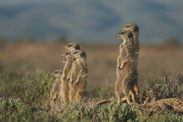 Meerkats family woke up early morning and went hunting in Oudshorn, South Afrcia
