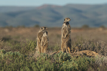 Meerkats family woke up early morning and went hunting in Oudshorn, South Afrcia