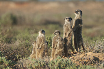 Meerkats family woke up early morning and went hunting in Oudshorn, South Afrcia