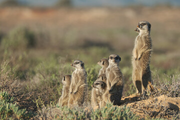 Meerkats family woke up early morning and went hunting in Oudshorn, South Afrcia