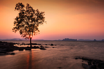 Fototapeta na wymiar tree with motion seascape at sunset, Krabi