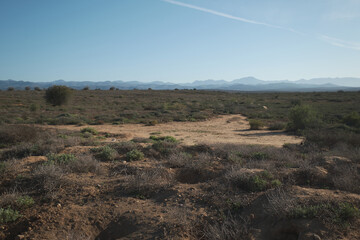 Meerkats family woke up early morning and went hunting in Oudshorn, South Afrcia