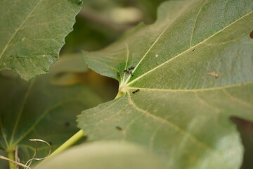 Hormigas en planta