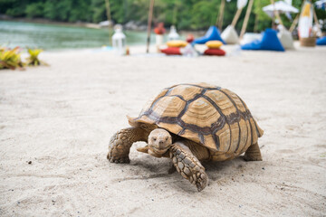 big green sea turtle on Phuket beach
