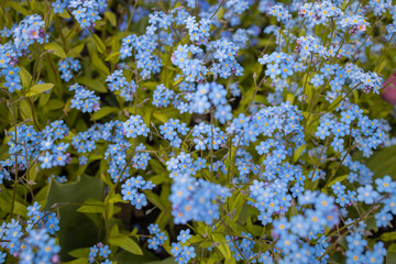 Forget-me-not flowers on a background of green grass