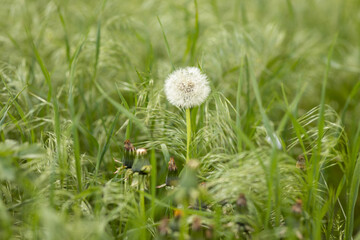 Ripe dandelion among green grass in summer