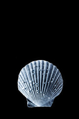 Sea shell in infrared light on a black background. Isolate. Copy space