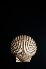 Gold sea shell on a black background. Isolate. Copy space