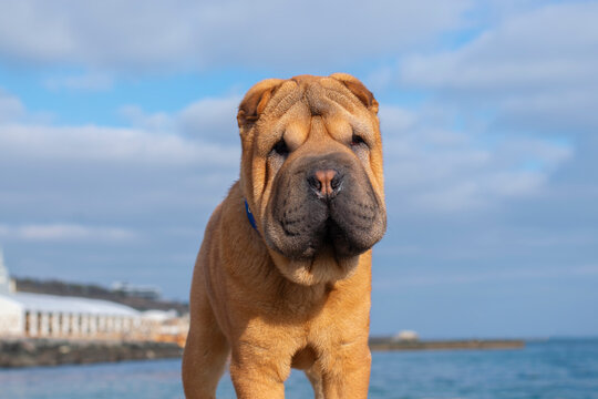 Smail Bilder Durchsuchen 836 Archivfotos, und Videos