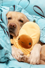 Cute dog hugs a toy in bed.