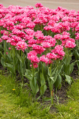 A flower bed of tulips in a city park