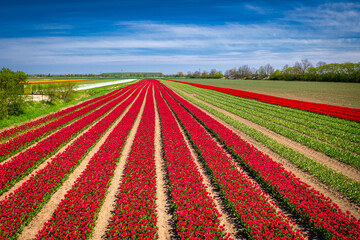 Beautiful blooming field of colorful tulips in northern Poland