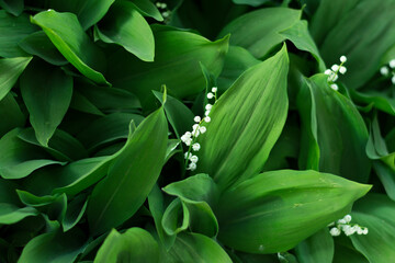 Obraz premium Lilies of the Valley