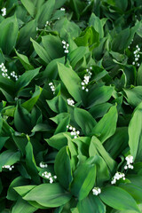 Obraz premium Lilies of the Valley