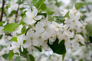 apple-blossoms