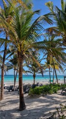 Mexico Akumal beach  © Anna