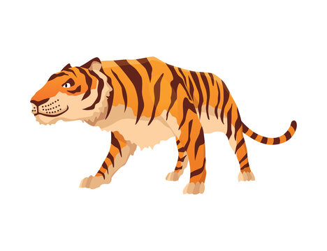 Adult big tiger. Cute animal from wildlife. Big cat. Predatory mammal. Painted cartoon animal design. Flat vector illustration isolated on white background