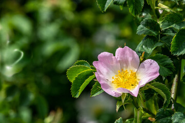 Glaucous dog rose flower in spring