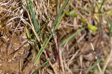 Large Red Damselfly perched on vegetation