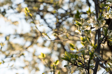 Cherry blossoms on the background of sunset lights bokeh and sky with a place for the inscription on the left