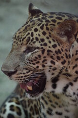 Fototapeta na wymiar The head shot of Indian leopard.