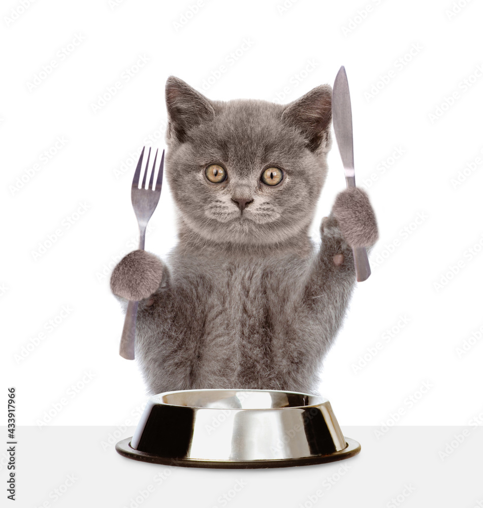 Poster funny cat holds knife and fork and ready to dinner. isolated on white background