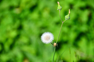 Dandelion flower with seeds in springtime. Dandelion flower head.
