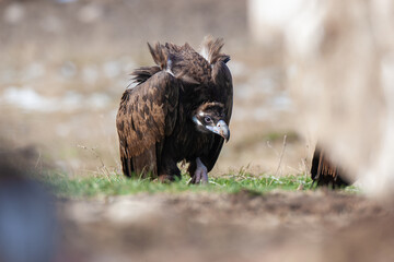 Cinereous Vulture, (Aegypius monachus) in its natural habitat. Wildlife.