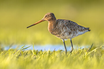 Black-tailed Godwit wader bird in natural habitat