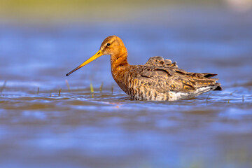 Black-tailed Godwit wader bird in natural habitat