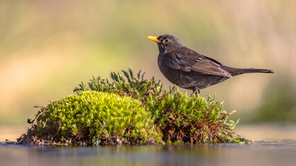 Common blackbird perched on moss with blurred background