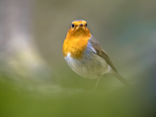 Red Robin bird in ecological garden