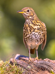 Song thrush on ground with blurred garden background