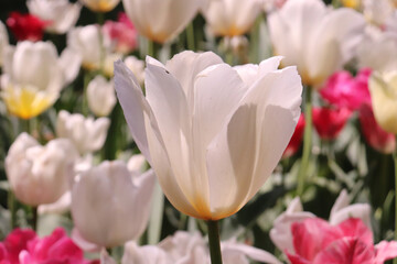 Fototapeta premium チューリップ 春 ピンク 白い 花壇 美しい 綺麗 かわいい 春 