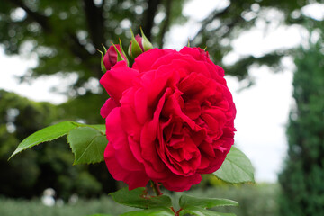 日本、5月のバラの花