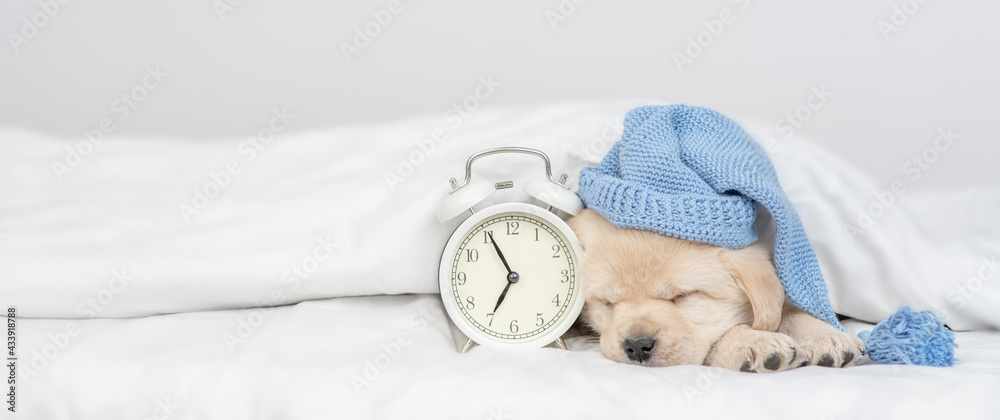 Aufkleber golden retriever puppy wearing warm hat sleeps with alarm clock under white warm blanket on a bed at