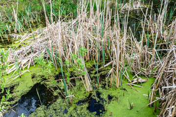 cattail and duckweed on the lake