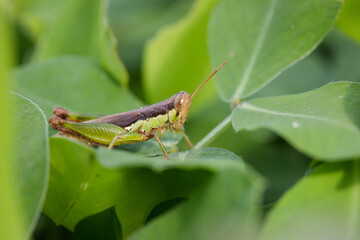 Close up Grasshopper sitting on a blade of grass.