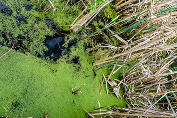 cattail and duckweed on the lake