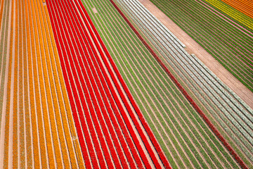 Beautiful blooming field of colorful tulips in northern Poland
