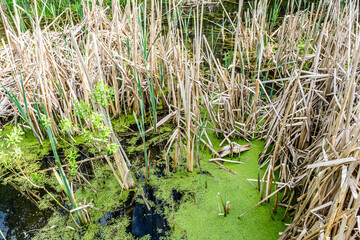 cattail and duckweed on the lake