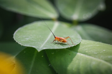 Close up golden color cricket Metioche vittaticolis insect on green leaf. macro image