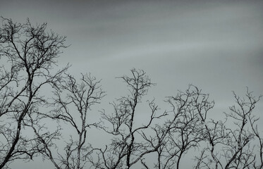 Bare tree on gray sky background. Silhouette dead tree. Background for dead, lonely, hopeless, and sad. Beauty pattern of tree branches. Fragility and uncertainty of life concept. Peaceful death.