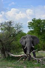 Obraz premium Big elephant in Botswana