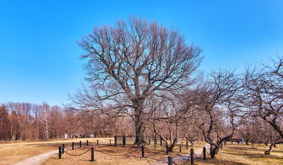 Oak trees with bare branches under blue sky in spring park