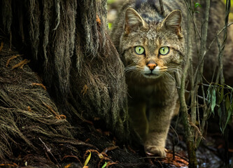 The wildcat photographed in the Danube Delta - obrazy, fototapety, plakaty