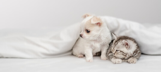 Chihuahua puppy and tabby kitten sit together under white warm blanket on a bed at home and look away on empty space