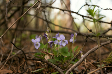 Wild violets in the forest