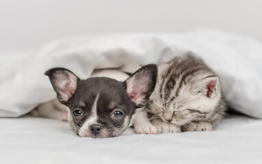 Cute pets. Chihuahua puppy and tabby kitten sleep together under white warm blanket on a bed at home